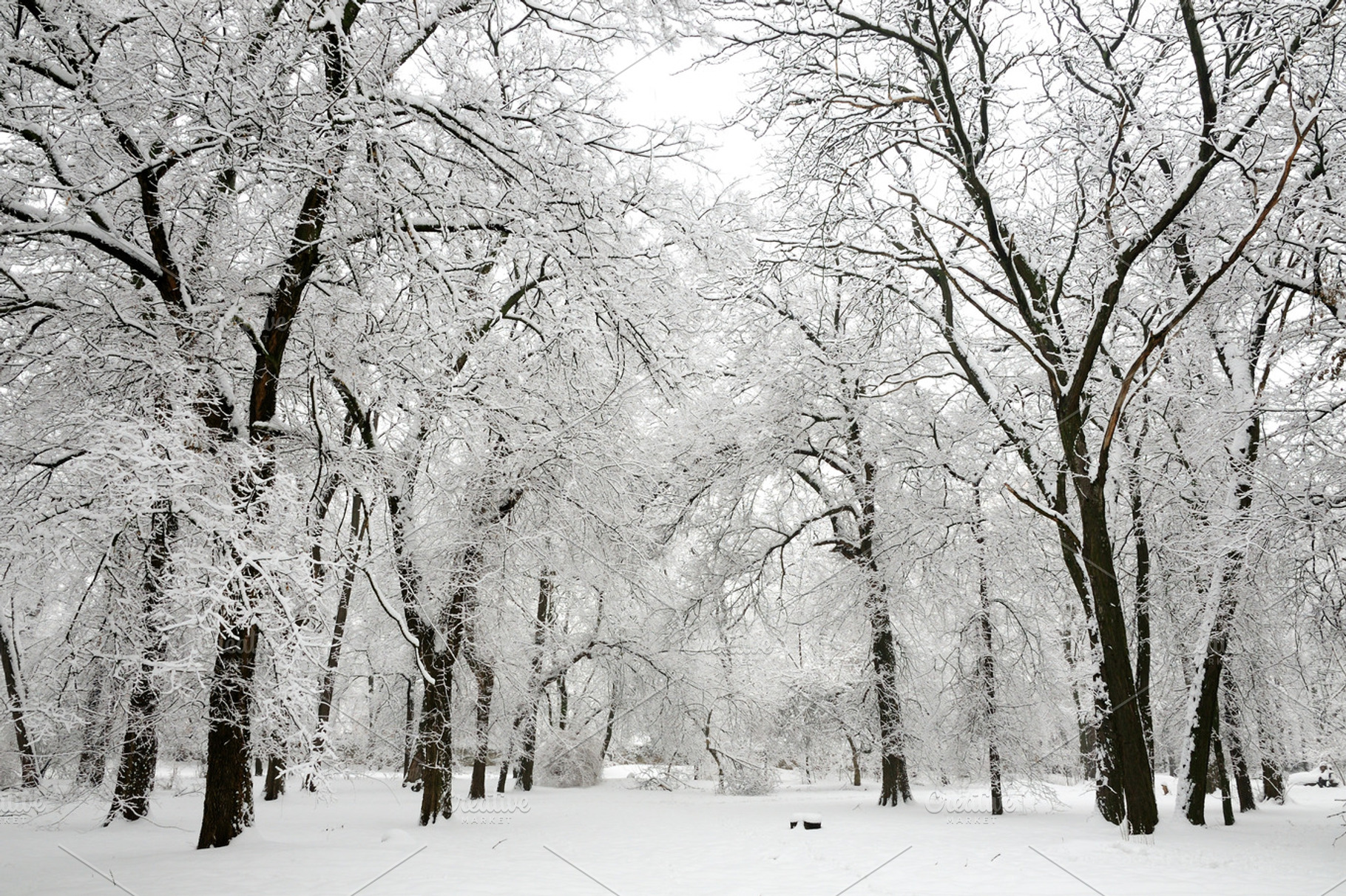 Winter Park Stock Photo Containing Beautiful And Frost