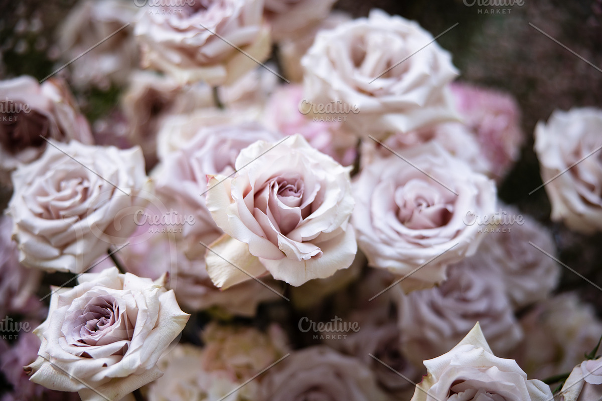 A Garden of Roses | Wedding, Events, a Nature Photo by Farewell (Photo 36 of 41)