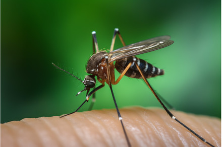 Mosquito skin insect. Generate Ai, an Animal Photo by Ylivdesign
