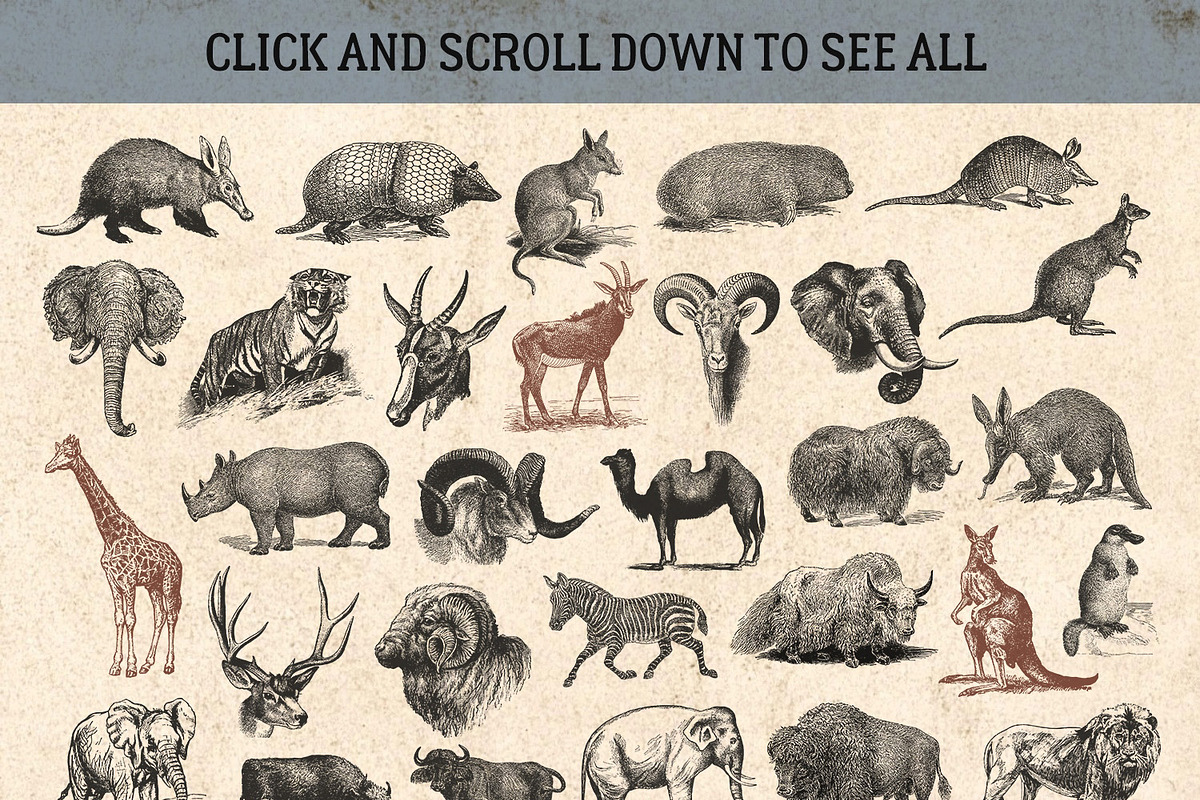 87% OFF Vintage Bundle - Free Update, an Animal Illustration by Brigantine Designs (Photo 15 of 21)