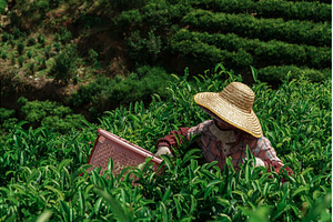 Tea Planting in Beautiful and Lush, a Nature Photo by Media Whale Stock
