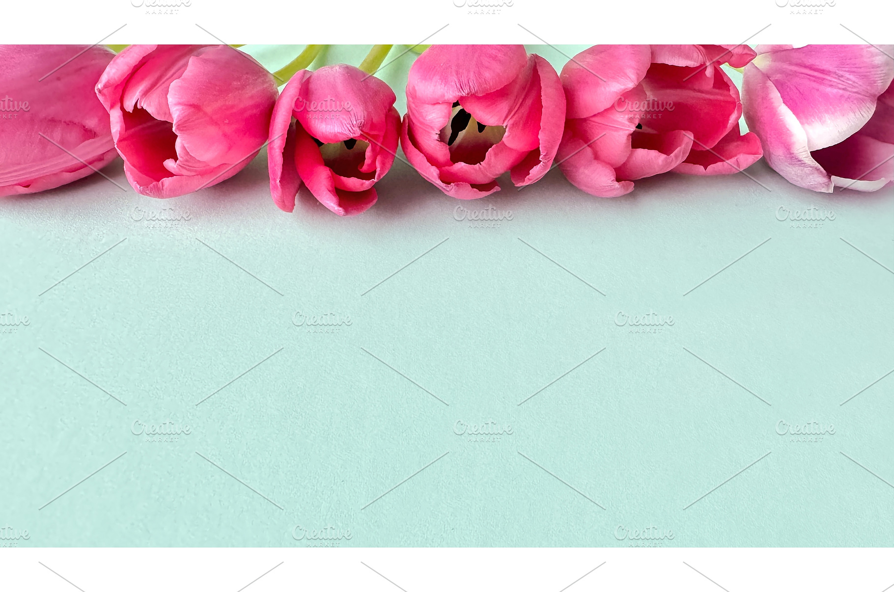 Pink tulips arranged in a row on a, a Photo by tilialucida