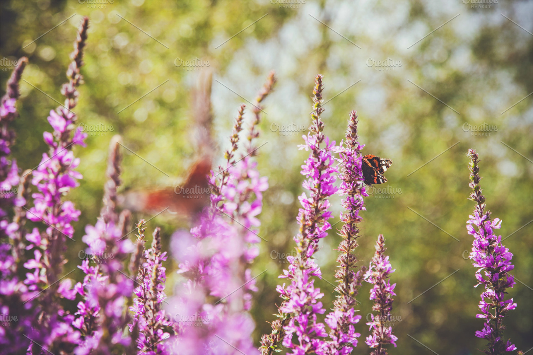 Iseeyouflower summer butterfly 2 featuring summer, flowers, and floral, a Nature Photo by ISEEYOUPATTERN