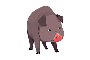 Pig set flat cartoon isolated on, an Animal Illustration by the8monkey