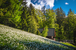 Wooden house near blooming daffodils, a Nature Photo by Alpine Dreams