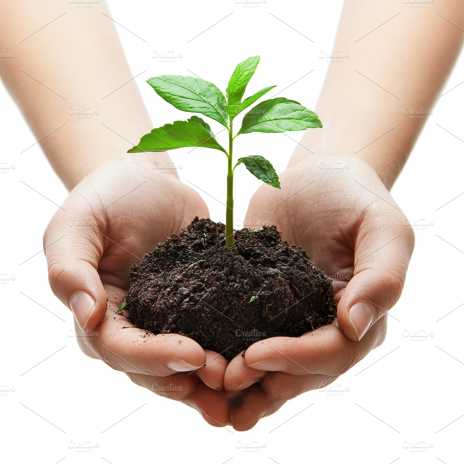 Hands holding a young plant and soil, a Food & Drink Photo by Pixeness Studio