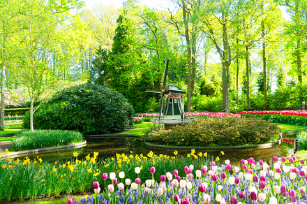 Tulips and bluebell flowerbed, a Nature Photo by Neirfy