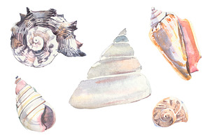Watercolor seashells