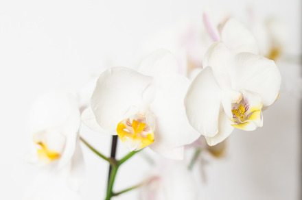 Phalaenopsis orchid branch white on a white background, a Nature Photo by TanaCh