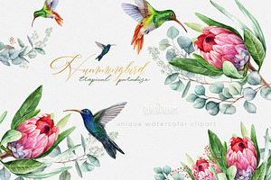 Hummingbird Birds Collection