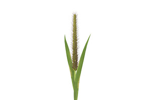 Grass Giant Foxtail Straight