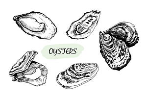 Oysters. Set Of Vector