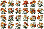 Watercolor Lily Flower Clipart, an Illustration by Black Bird Studio (Thumbnail 2 of 5)