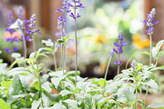 Herbalism Stock Photo Bundle, a Health & Medical Photo by Wellness Stock Market (Thumbnail 5 of 16)