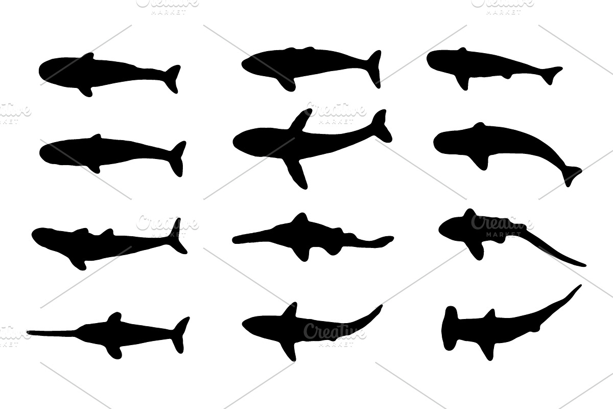Sea animals silhouettes 2 stock photo containing animals and big, an Animal Photo by mmeida (Photo 2 of 2)