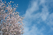 Blossoming almond trees, a Nature Photo by Fruits+Veggies (Thumbnail 5 of 17)