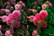 Rose Velvet Bloom Lightroom Presets, a Preset Add-On by AAA Presets (Thumbnail 12 of 12)