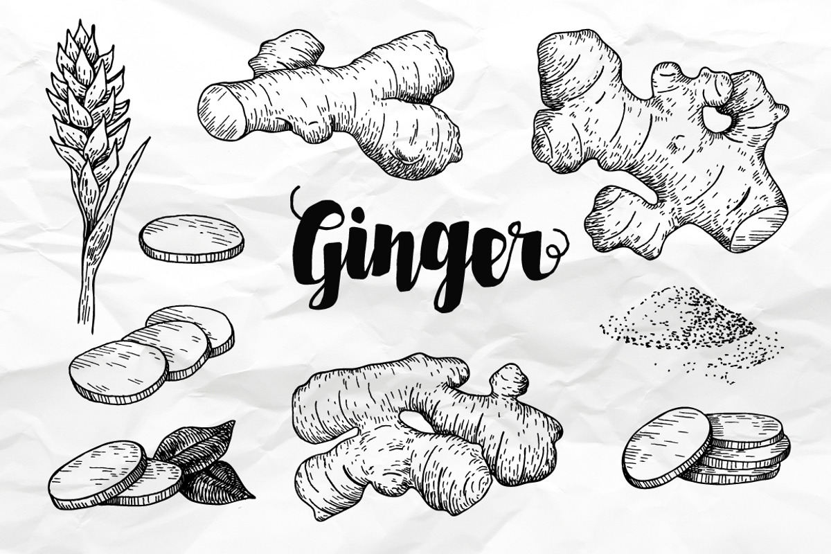 Ginger Drawing Set, a Food Illustration by Epine (Photo 2 of 3)