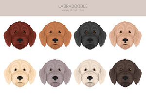 Labradoodle Clipart