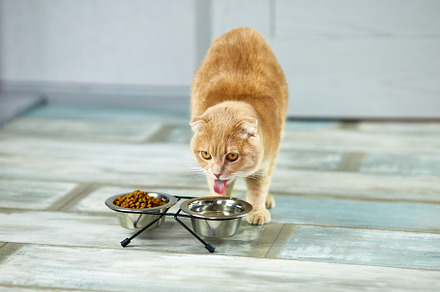 Adorable cat drinking water in metal, an Animal Photo by IlliaBondarPhotography