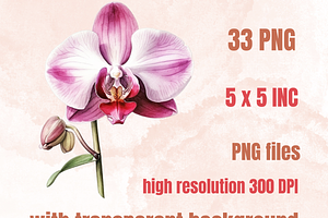 Watercolor Pink Orchid Flowers Set