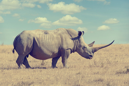Rhino containing animal, rhino, and rhinoceros, an Animal Photo by Byrdyak