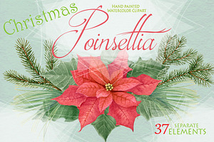 Poinsettia - Christmas Star