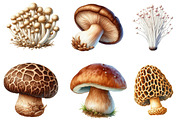 Watercolor Edible Mushroom Clipart, an Illustration by DreamArtGraphic (Thumbnail 2 of 5)