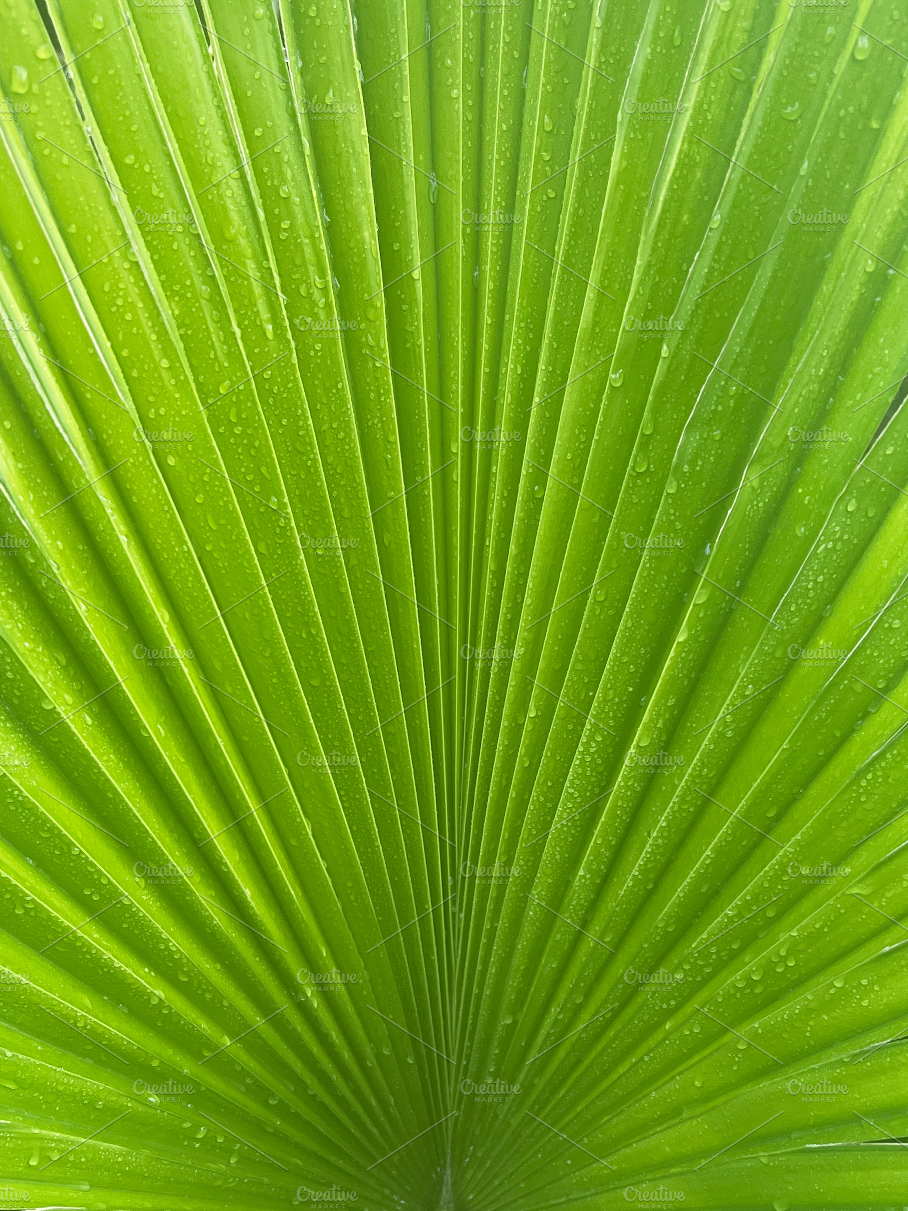 Green palm tree leaf close up, a Background Photo by Photos from the Heart