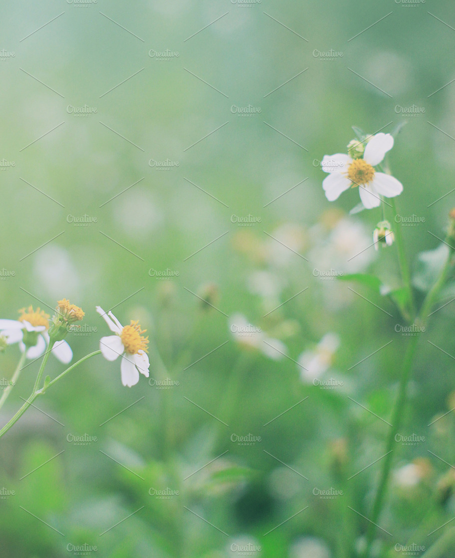Spring Flowers Containing Spring Flower And Retro