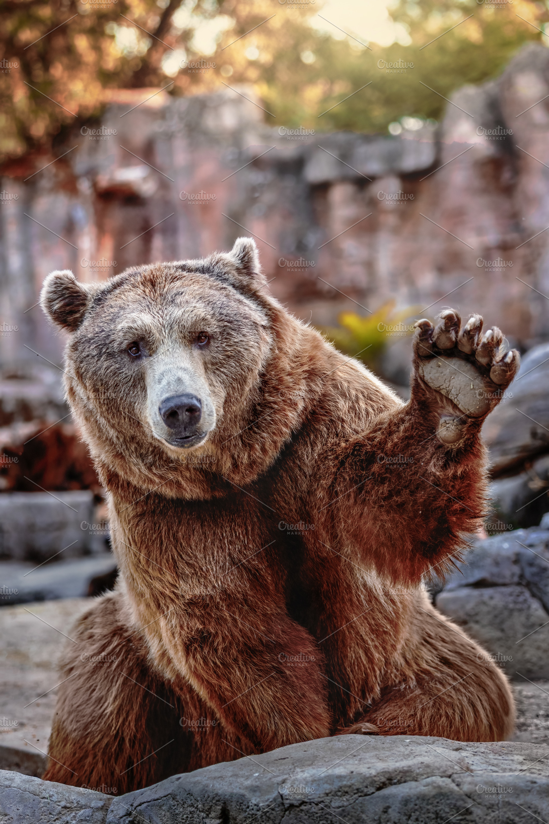 Brown bear with a friendly expressio, an Animal Photo by Perpis