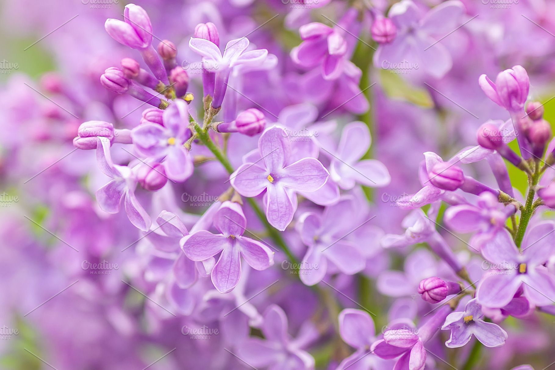 Close up of purple lilac flowers as, a Nature Photo by AlexBush