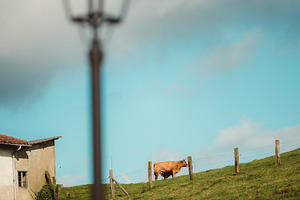 Cow on hillside with blurred lamp, an Animal Photo by SkyNext