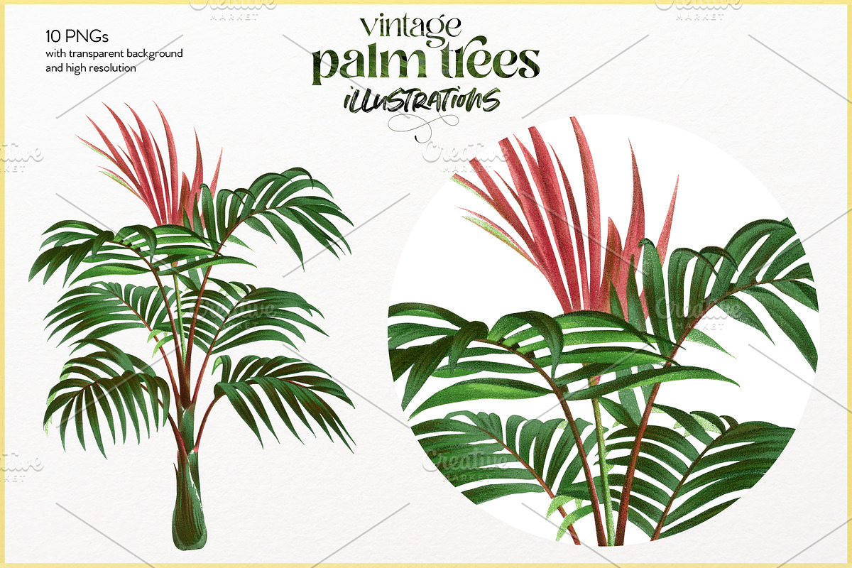Vintage palm tree illustrations, a Decorative Illustration by Natalka Dmitrova art (Photo 3 of 8)