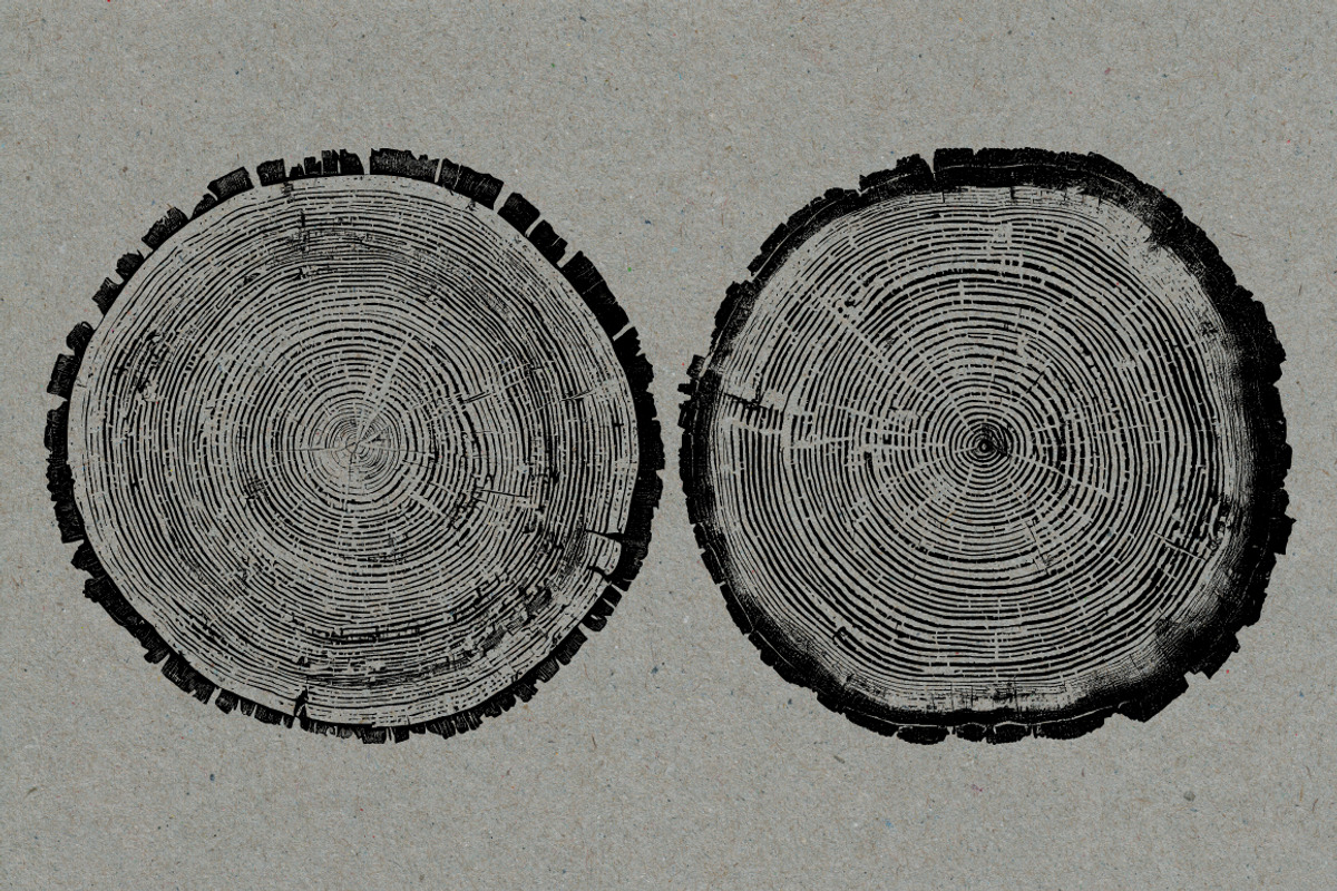 26 Large Tree Ring Textures, a Texture Graphic by Offset (Photo 10 of 16)
