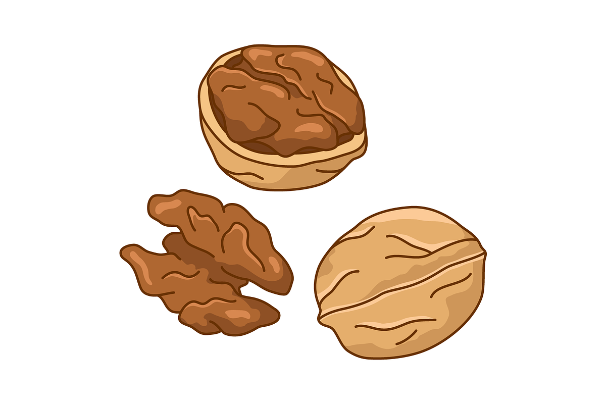 Walnuts, an Illustration by Cmeree (Photo 2 of 3)