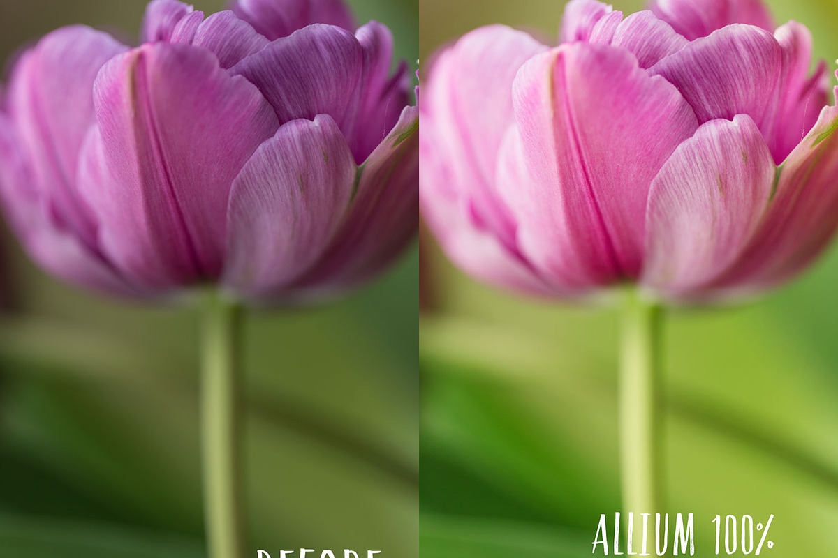 Allium PHOTOSHOP action, an Action Add-On by Les Hirondelles Ph (Photo 4 of 9)