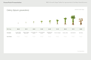 BBCH Growth Stages, Leafy & Herbs, a Presentation Template by Ilia Design (Thumbnail 8 of 9)