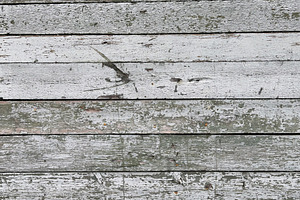 Weathered wooden planks with peeling paint in shades of white and gray, a Nature Photo by Textures & Backgrounds