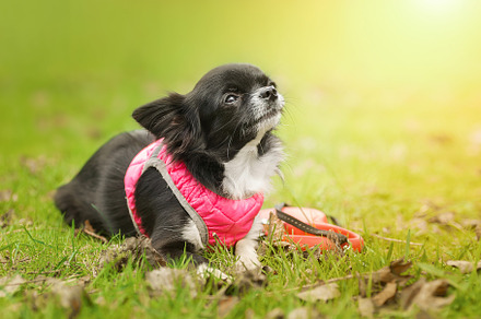 Funny little chihuahua dog plays on, an Animal Photo by AlexBush