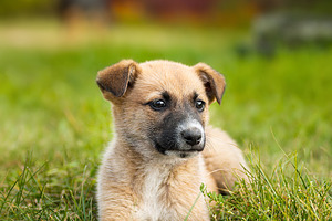 A red-colored dog lies in the grass, an Animal Photo by AlexBush