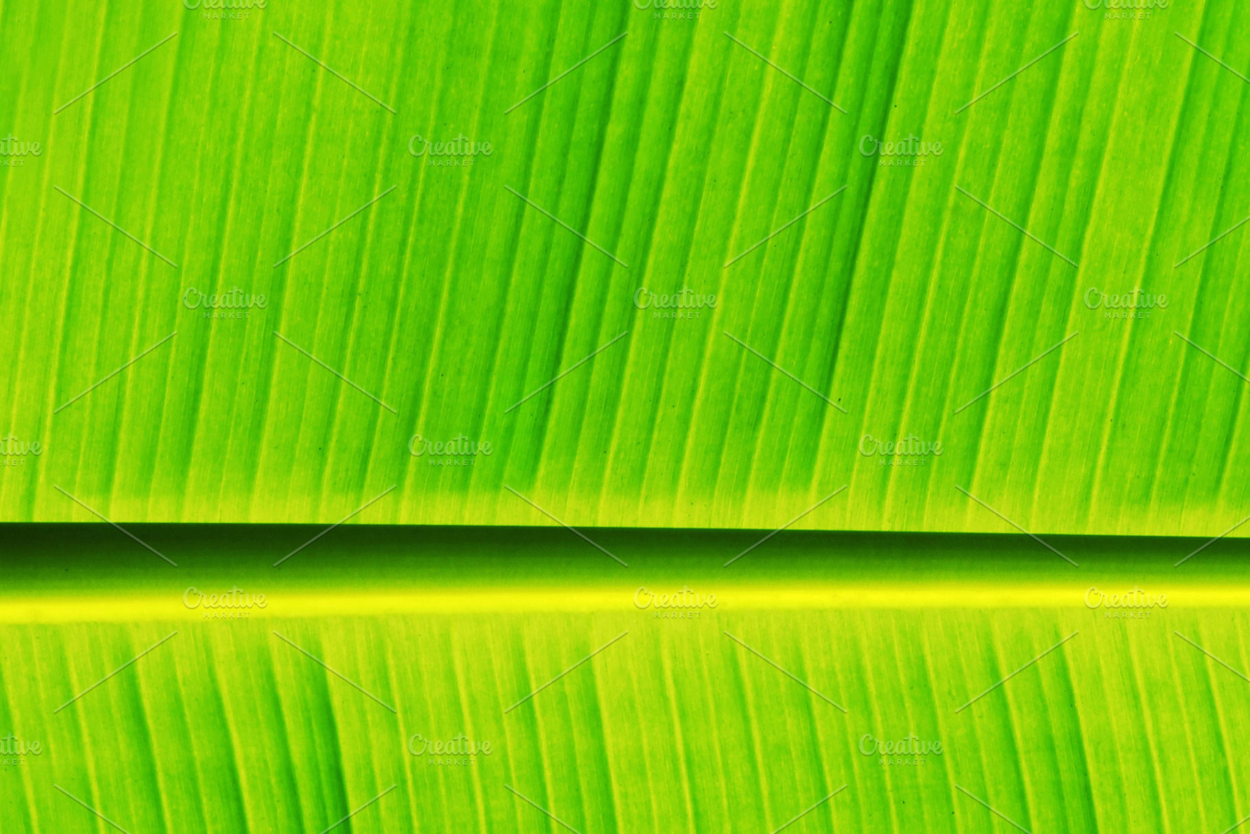 Fresh banana leaf, a Photo by saiko3p