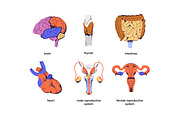 Human body anatomy, internal organs, a Healthcare Illustration by PaperTrident (Thumbnail 3 of 3)