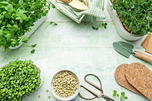 Growing microgreens at home with gardening tools, a Food & Drink Photo by Olena Rudo