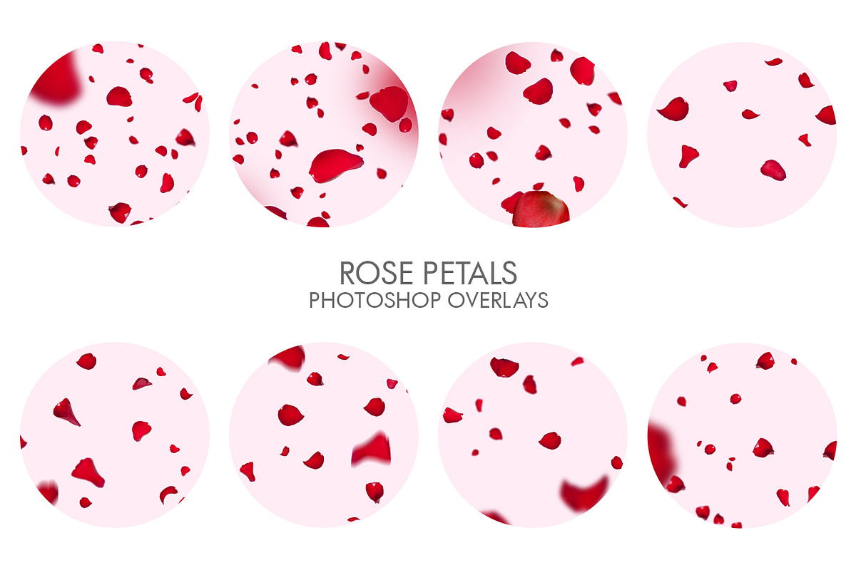 Rose Petals Photoshop Overlays, a Plug-in Add-On by FixThePhoto (Photo 34 of 34)