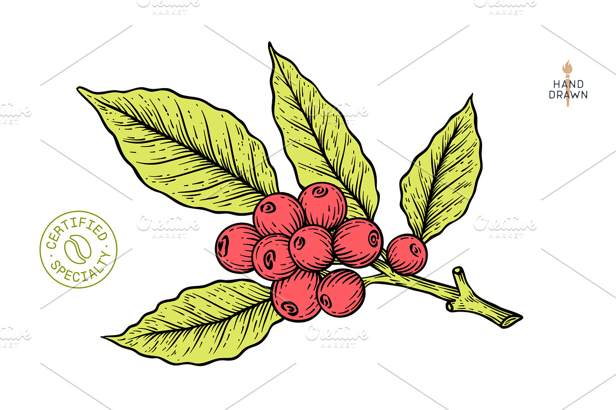 Vintage coffee branch bean plant, a Food Illustration by Foxys Graphic