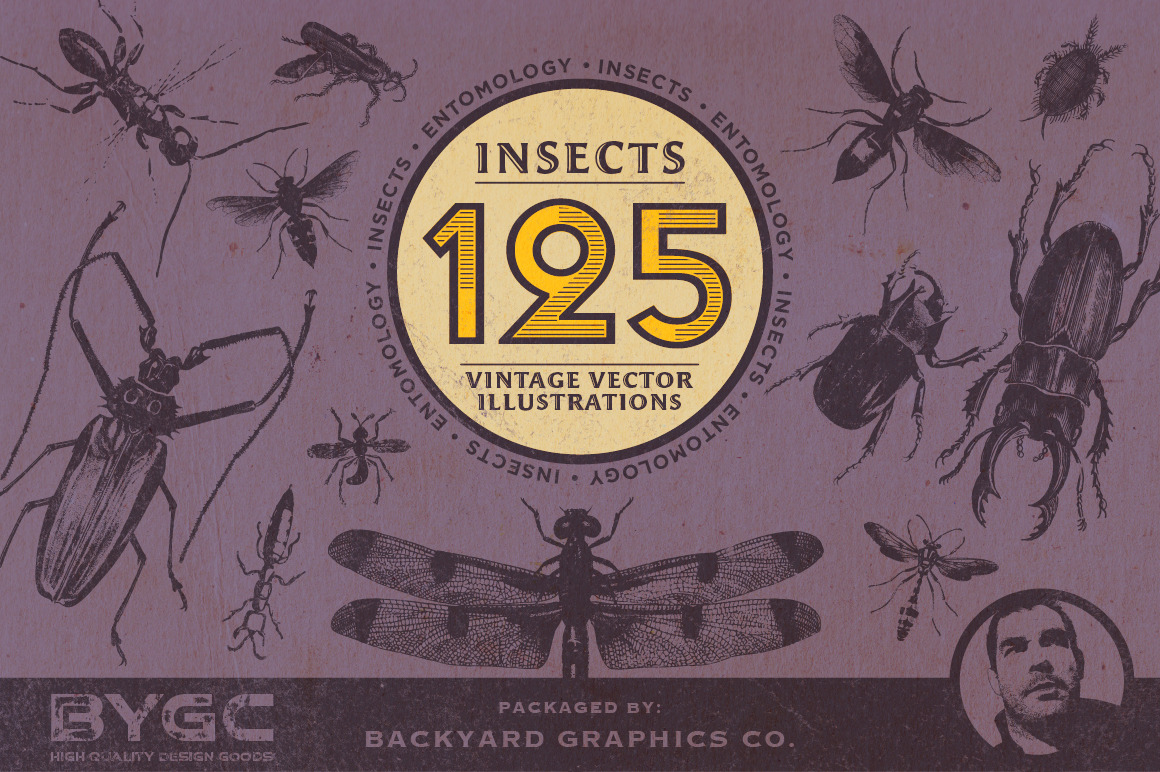 Vintage Insect Illustrations | Illustrations ~ Creative Market