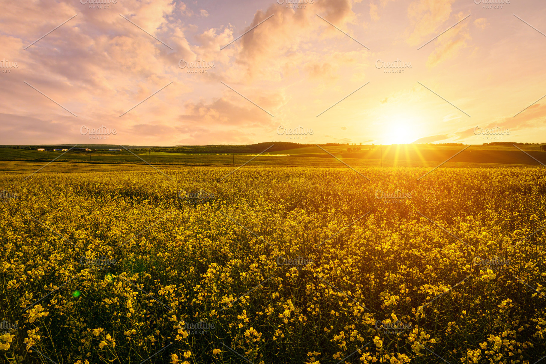 Yellow bright flowers bloom in a field of rapeseed at sunset lig, a Nature Photo by Eugene_Photo