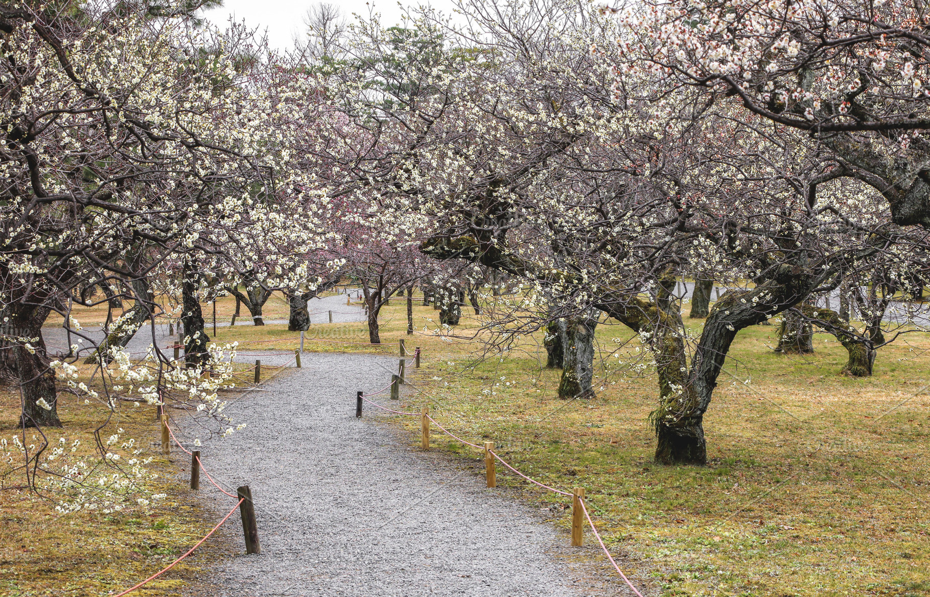 Empty gravel footpath in old garden, a Nature Photo by BOOCYS