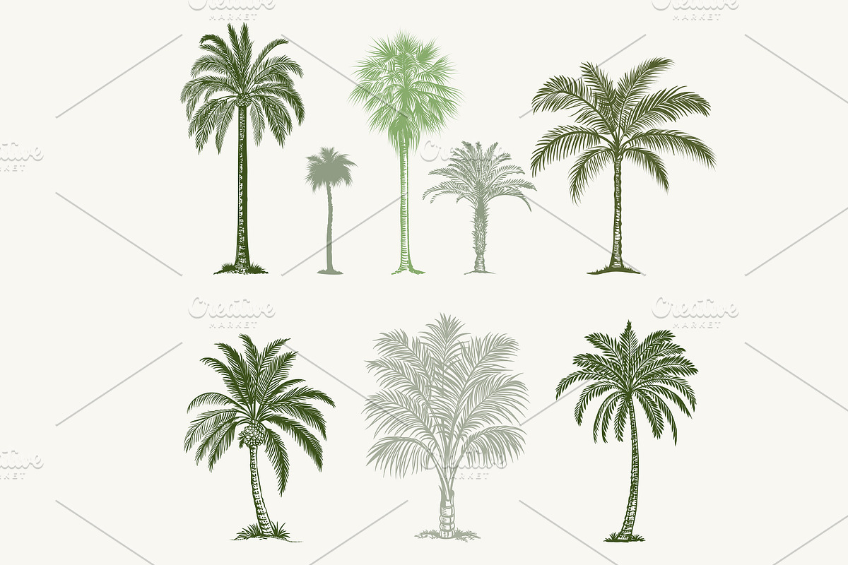 Tropical Vintage Vector Collection, an Animal Illustration by FleurArt (Photo 4 of 7)